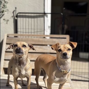 Harmonious Hounds At Home - Pet Boarding Near Me Harmonious Hounds At Home - Pet Boarding Near Me