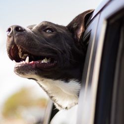 Pampered Pets Ultrasonic
