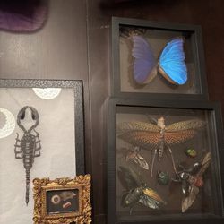 Crow’s Curiosities - Stunning pieces and friendly staff!