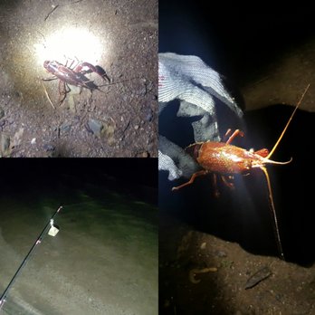 Lake Jennings - Didn't catch any fish that night but came across this crawfish with only one claw. - Parks Near Me - Lakeside, California Lake Jennings - Didn't catch any fish that night but came across this crawfish with only one claw. - Parks Near Me - Lakeside, California