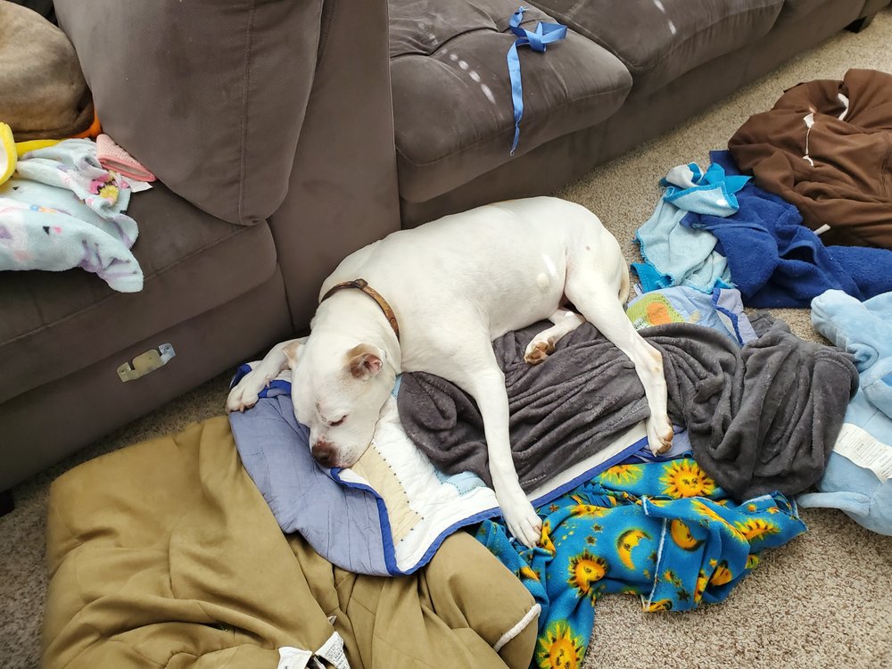 SPRING MILLS VETERINARY HOSPITAL 27 Photos & 17 Reviews 5078