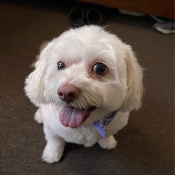Pet Joy - Pet Groomers Near Me - Los Angeles, California