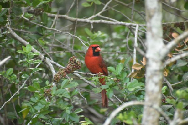 Green Cay Nature Center & Wetlands by null