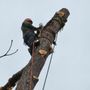 Mg Tree Service