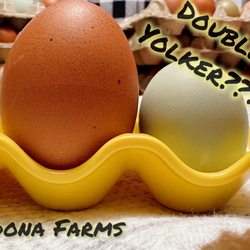 Possible double Yolker egg?