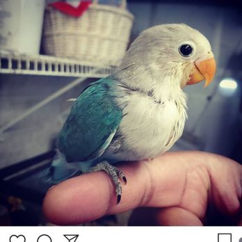 Amazon Jungle 19 Photos Pet Stores 557 S Yonge St Ormond Beach Fl Phone Number