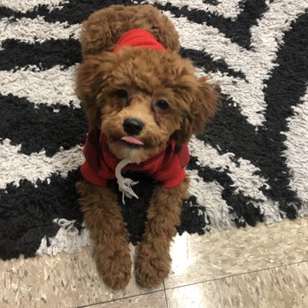 OnePupTwoPup Dog Grooming - Pet Groomers Near Me OnePupTwoPup Dog Grooming - Pet Groomers Near Me