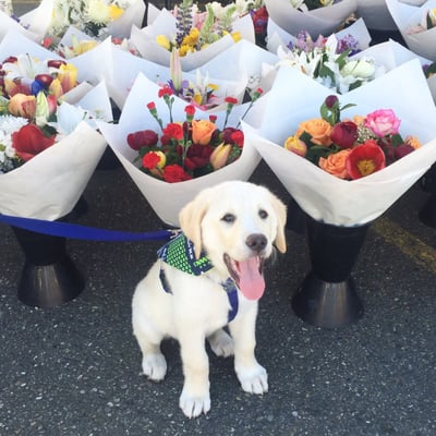 Federal Way Farmers Market by null