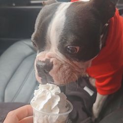 Dunkin' - Even my pups love Dunkin