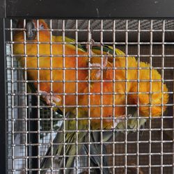 Desert Springs Aviary