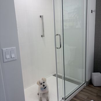 Cambria - SantaPaws waiting to get his paws cleaned after his walk. - Hotels Near Me - Tampa, Florida