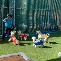 South Park Doggie Adventureland - SB - Soccer practice at Adventureland!
Extra exercise for our never-ending energy pups!