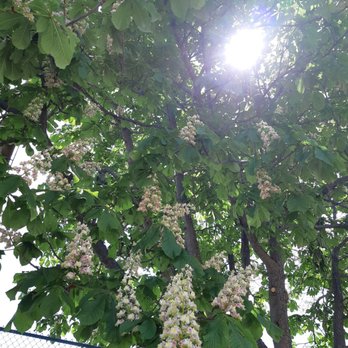 Clanton Park - Nature is thE best! - Baseball Fields Near Me - Toronto, Ontario Clanton Park - Nature is thE best! - Baseball Fields Near Me - Toronto, Ontario