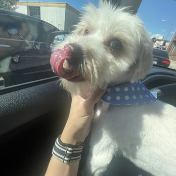Lovely Pet Spa - After - Pet Groomers Near Me - Montebello, California