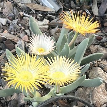 Boyce Thompson Arboretum - Botanical Gardens Near Me - Superior, Arizona