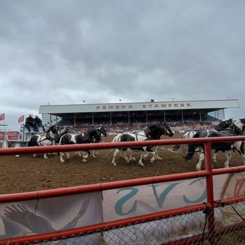 Ponoka Stampede - a group of horses pulling a wagon - Music Venues Near Me - Ponoka, Alberta Ponoka Stampede - a group of horses pulling a wagon - Music Venues Near Me - Ponoka, Alberta