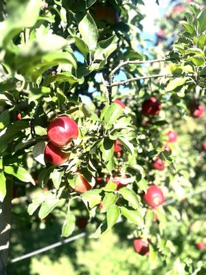 Hurds Family Farm by null