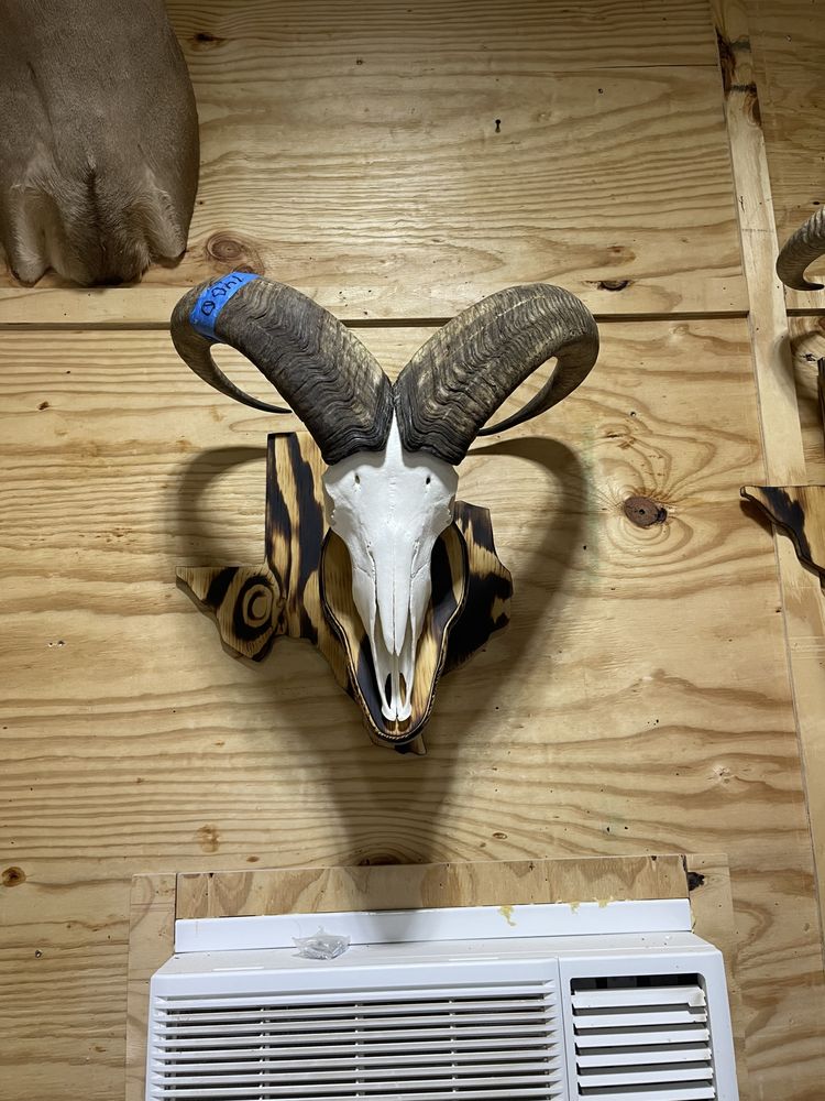 Revive European Mounts - taxidermy in Lexington, TX