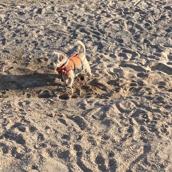 Havasu Springs Resort - Rex enjoying the beach - Vacation Rentals Near Me - Parker, Arizona