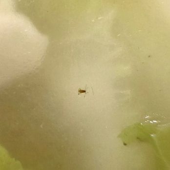 Wonderful Chinese Restaurant - Bugs in the soup - Chinese Near Me - Citrus Heights, California Wonderful Chinese Restaurant - Bugs in the soup - Chinese Near Me - Citrus Heights, California