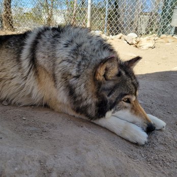 Wolf Mountain Sanctuary - Animal Shelters Near Me - Lucerne Valley, California Wolf Mountain Sanctuary - Animal Shelters Near Me - Lucerne Valley, California