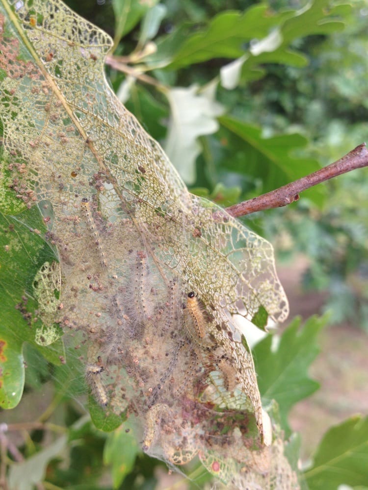 FAMILY TREE DOCTOR Updated August 2024 9974 Byron Rd, Howell