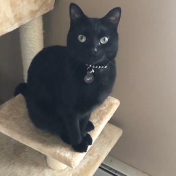 Potter League For Animals - Ziggy (a.k.a. "Freedom) - Animal Shelters Near Me - Middletown, Rhode Island Potter League For Animals - Ziggy (a.k.a. "Freedom) - Animal Shelters Near Me - Middletown, Rhode Island