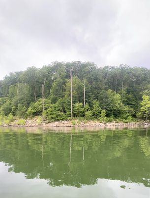 Daniel Boone National Forest by null