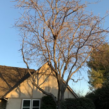 Mason's Treescape - After - Tree Services Near Me - Hesperia, California Mason's Treescape - After - Tree Services Near Me - Hesperia, California