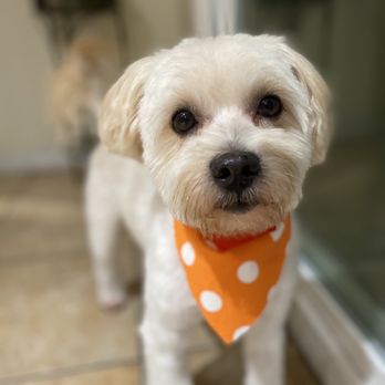 Lovely Pet Spa - Pet Groomers Near Me - Montebello, California Lovely Pet Spa - Pet Groomers Near Me - Montebello, California