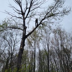 Easy Eddy's - Eddy in a tree.