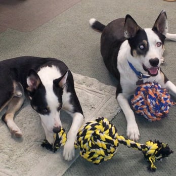 Technical & Office Support Services - If a customer is not comfortable around the dogs, they will have the dogs go into a back office. Just ask a member of the staff. - Employment Agencies Near Me - Ridgecrest, California Technical & Office Support Services - If a customer is not comfortable around the dogs, they will have the dogs go into a back office. Just ask a member of the staff. - Employment Agencies Near Me - Ridgecrest, California
