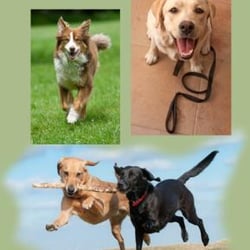 K9 Satisfaction