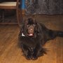 Photo of Best Friends Pet Salon