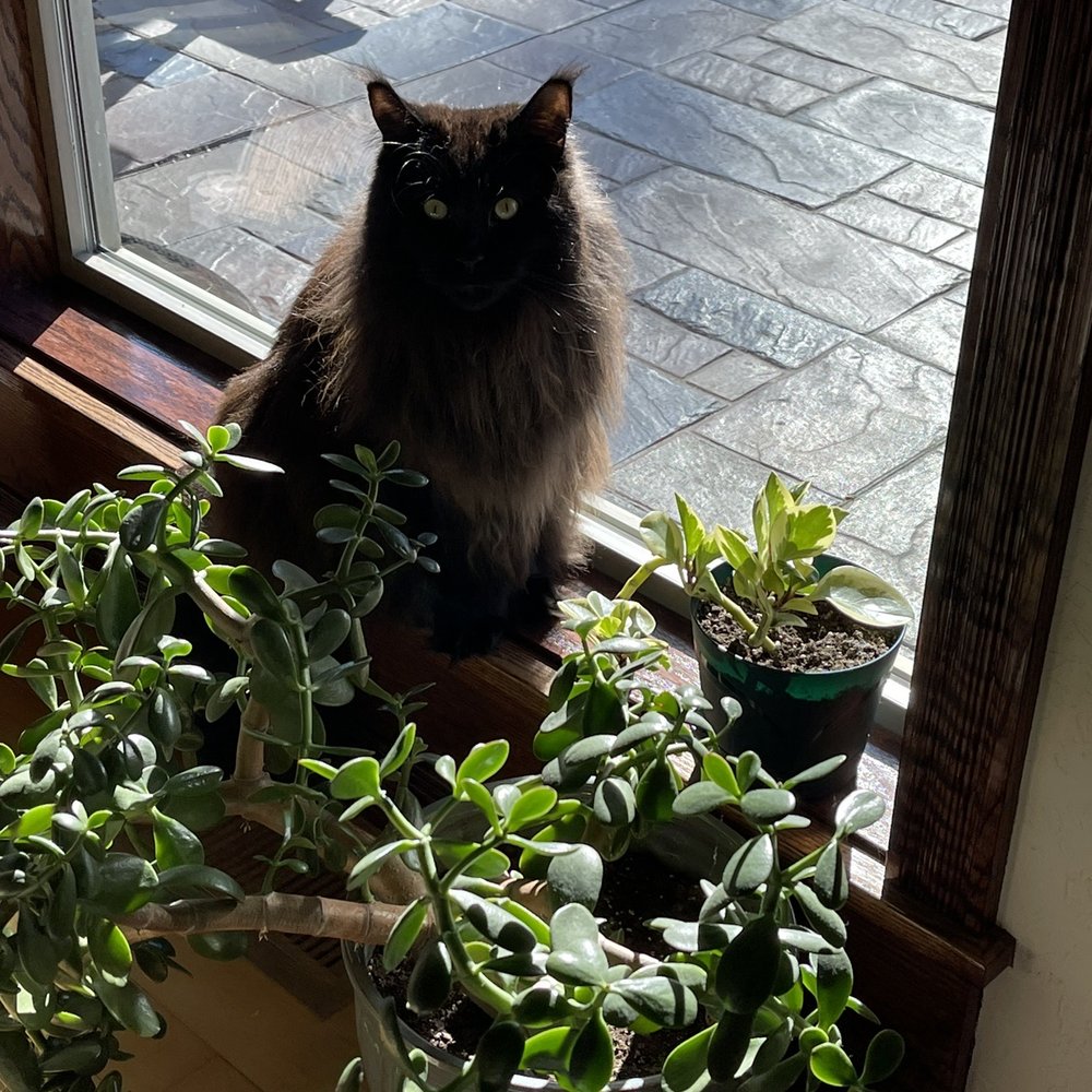 Oregon Maine Coon Cattery - Black Maine Coon - Pet Breeders Near Me - Estacada, Oregon Oregon Maine Coon Cattery - Black Maine Coon - Pet Breeders Near Me - Estacada, Oregon
