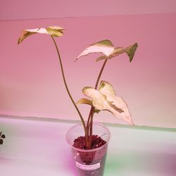 Rare Plant Care Canada