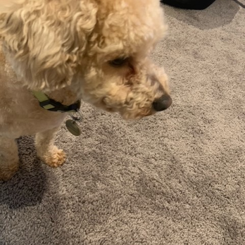 Riverfront Pets - Dirty eyes and I just picked him up - Dog Walkers Near Me - Wilmington, Delaware