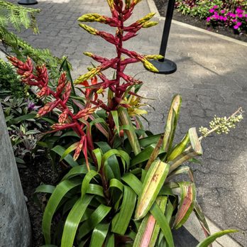 Foellinger-Freimann Botanical Conservatory - In Foellinger-Freimann Botanical Conservatory - Botanical Gardens Near Me - Fort Wayne, Indiana