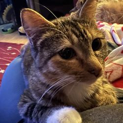 Animal Rescue Foundation - Adoptable ZsaZsa Gapurr