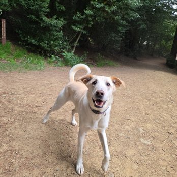 Running Amok - Our dog playing in the park - Pet Training Near Me Running Amok - Our dog playing in the park - Pet Training Near Me