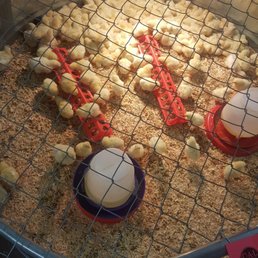 Baby chicks