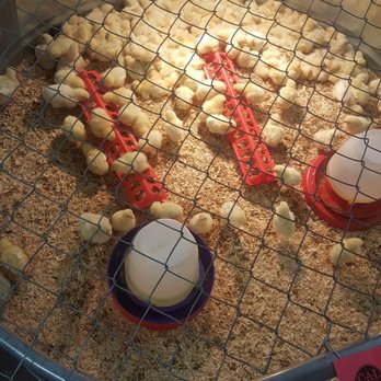 C-A-L Ranch Stores - Baby chicks - Department Stores Near Me - St. George, Utah