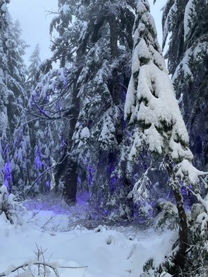 Cypress Mountain by null