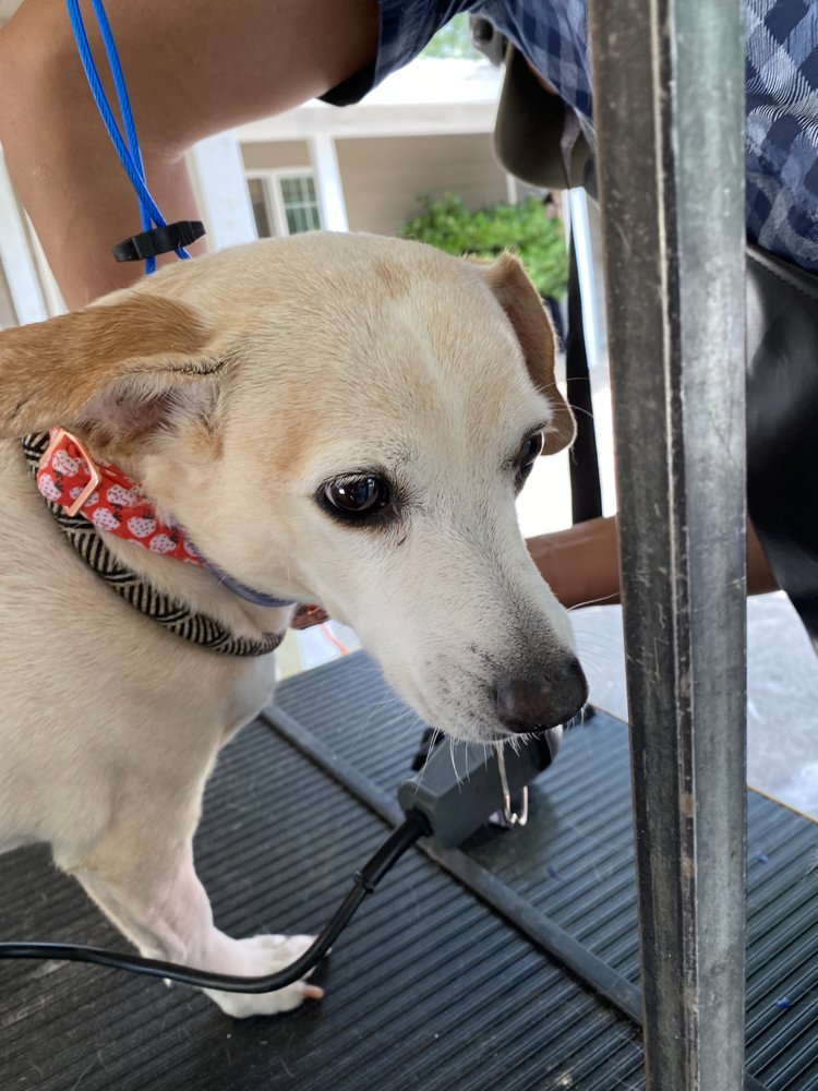 TOPNOTCH PET SITTING & DOG WALKING Request a Quote Citrus Heights