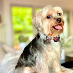 Oh My Dog - Yorkie