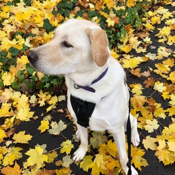 Doggie Deeds - Roxie - Dog Walkers Near Me Doggie Deeds - Roxie - Dog Walkers Near Me