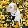 Photo of Doggie Deeds