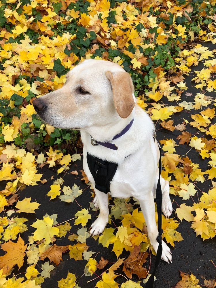 Doggie Deeds - pet boarding facility in Portland, OR