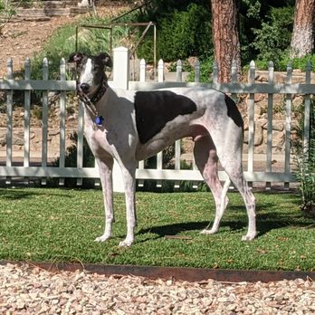 Terri's Mobile Nails To Tails - Pet Services Near Me Terri's Mobile Nails To Tails - Pet Services Near Me