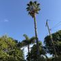 Photo of Armando’s Tree Care